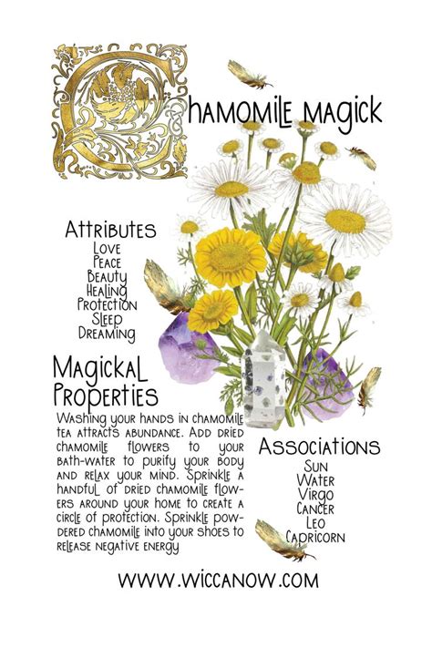 Chamomile magical properties